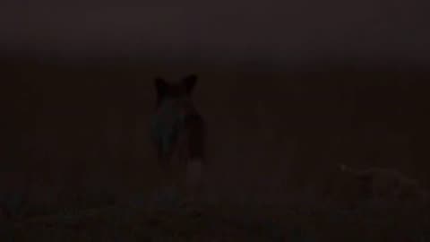 A Day with Fox Family