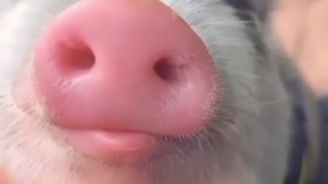 cute piggy baby
