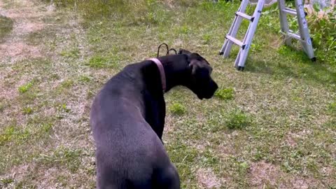 Guilty Great Dane Puppy Caught After Stealing Whole Watermelon