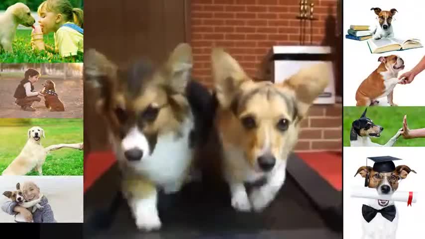 Dogs Training Videos -I