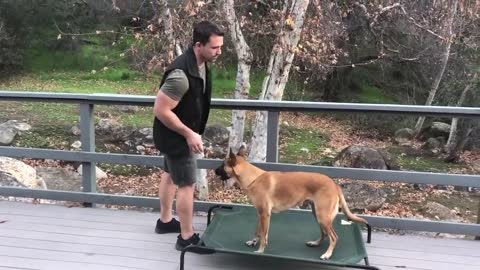 Everything You Need to Know to Train Your Dog.