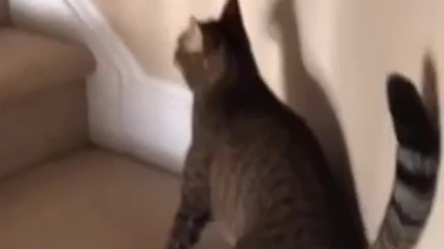 Funny video of a cat drinking alcohol