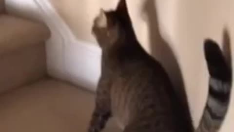 Funny video of a cat drinking alcohol
