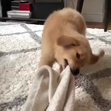 Puppy Shows Off Its Floppy Ears In Slow Motion