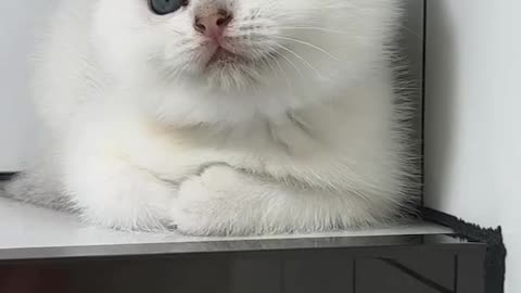 funny cat