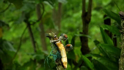 Nature birds in jungle