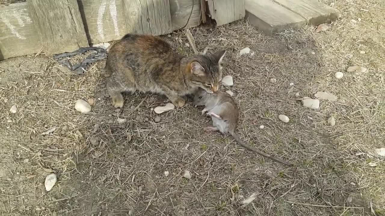 Fight of a cat with a rat