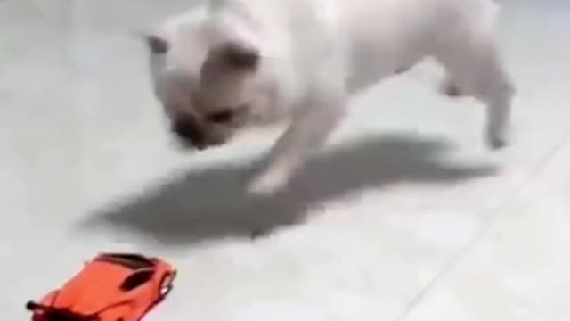 Try not to laugh funny animals
