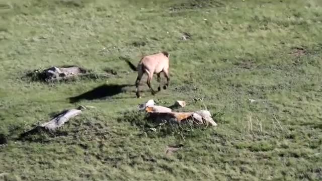 Mongolia - Hustai National Park - Prejevalsky Horse