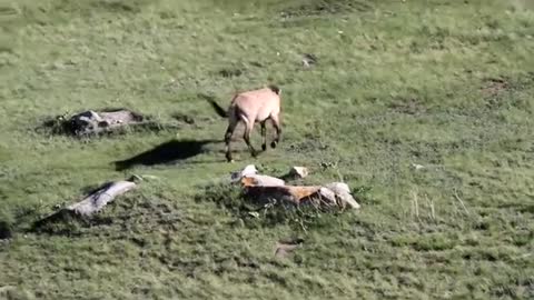 Mongolia - Hustai National Park - Prejevalsky Horse