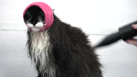 Norwegian Forest cat tells off his groomer