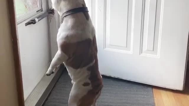 Frenchie spots a bunny outside his house