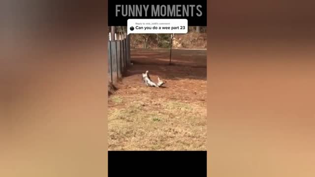 Funny Animals Another Funny pets moments caught on tape