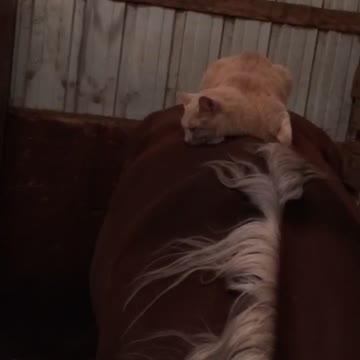 Cat sleeping on Rose a Tennessee Walking horse in her stall