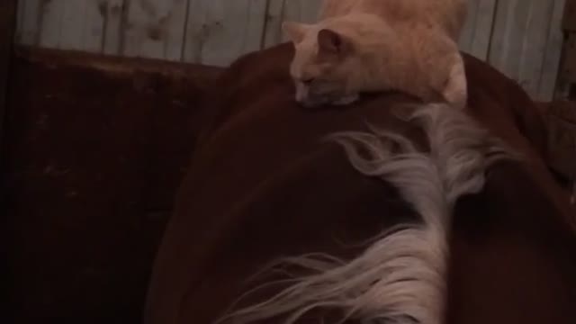 Cat sleeping on Rose a Tennessee Walking horse in her stall