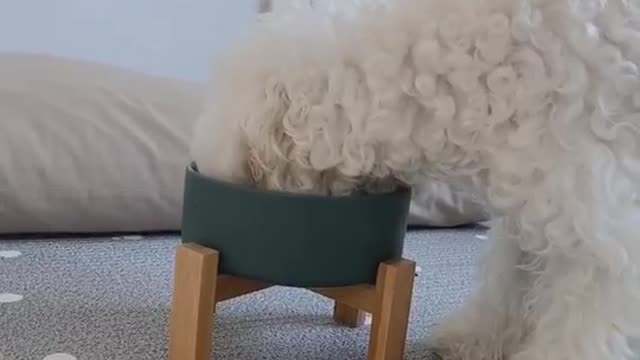 Puppy Jenny's so cute video (28)