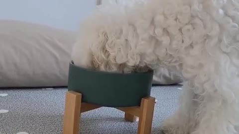 Puppy Jenny's so cute video (28)