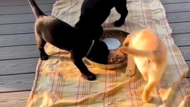 Funny animals - Funny cats _ dogs - Funny animal videos part 10