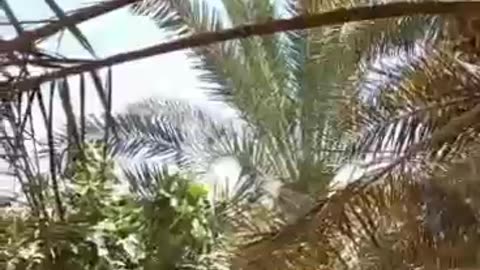 Kebun kurma