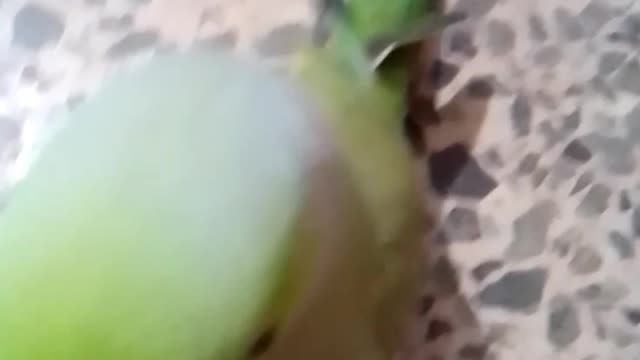 Parrot's cute walk