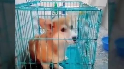 Baby corgi