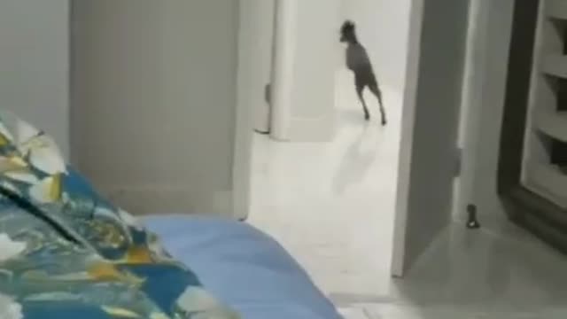 Matrix dog