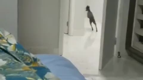 Matrix dog