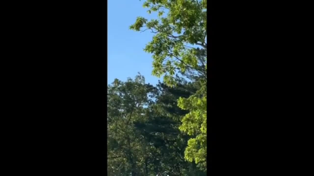 Hawk dive bombed by small bird repeatedly.