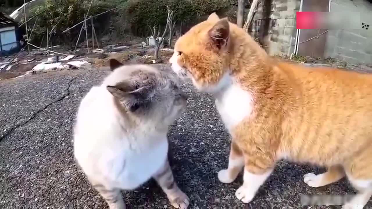 Two cats are arguing. Although I don't understand, I think the orange one is right.