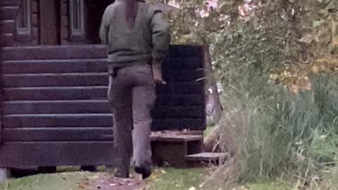 Famous Grizzly Bear and Cub Being Moved by Park Ranger