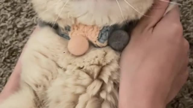 Call me ☎️ baby 😁#cute cat 😸 subscribe this channel for more videos