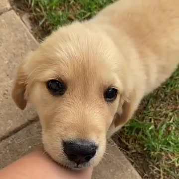 Eye bleach: Golden lab puppy