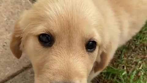 Eye bleach: Golden lab puppy