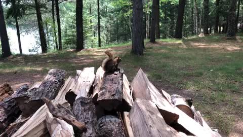 Red Squirrel on a Woodpile