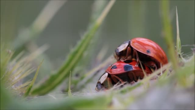 Coccinelles Faisant L'amour