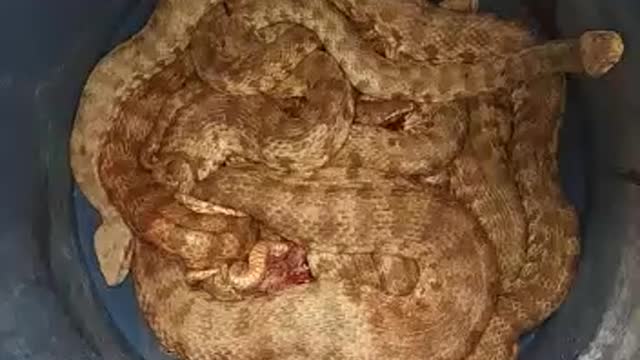 Very dangerous snakes collected in their own cage It's terrifying😨😰