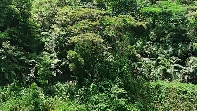The scenery of the mountains and forests is sunny, and the trees are full of fruit.