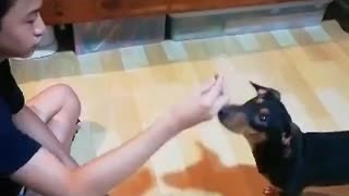 Dachshund knows what are the bad foods for him