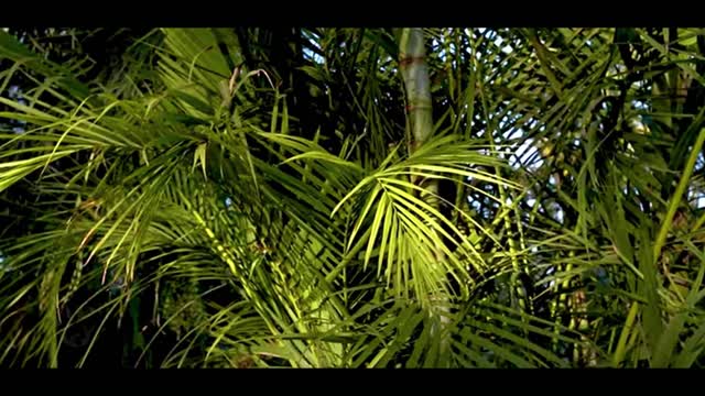 Beautiful Palm. Leaves Nature background - Full HD 1080 - No Copyright Video / Not Audio