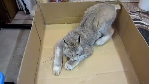 Max Canada Lynx - Scratch-o-holic!