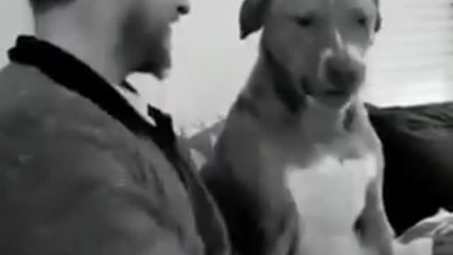 Funny clips for dogs 😂😂 don't mess it