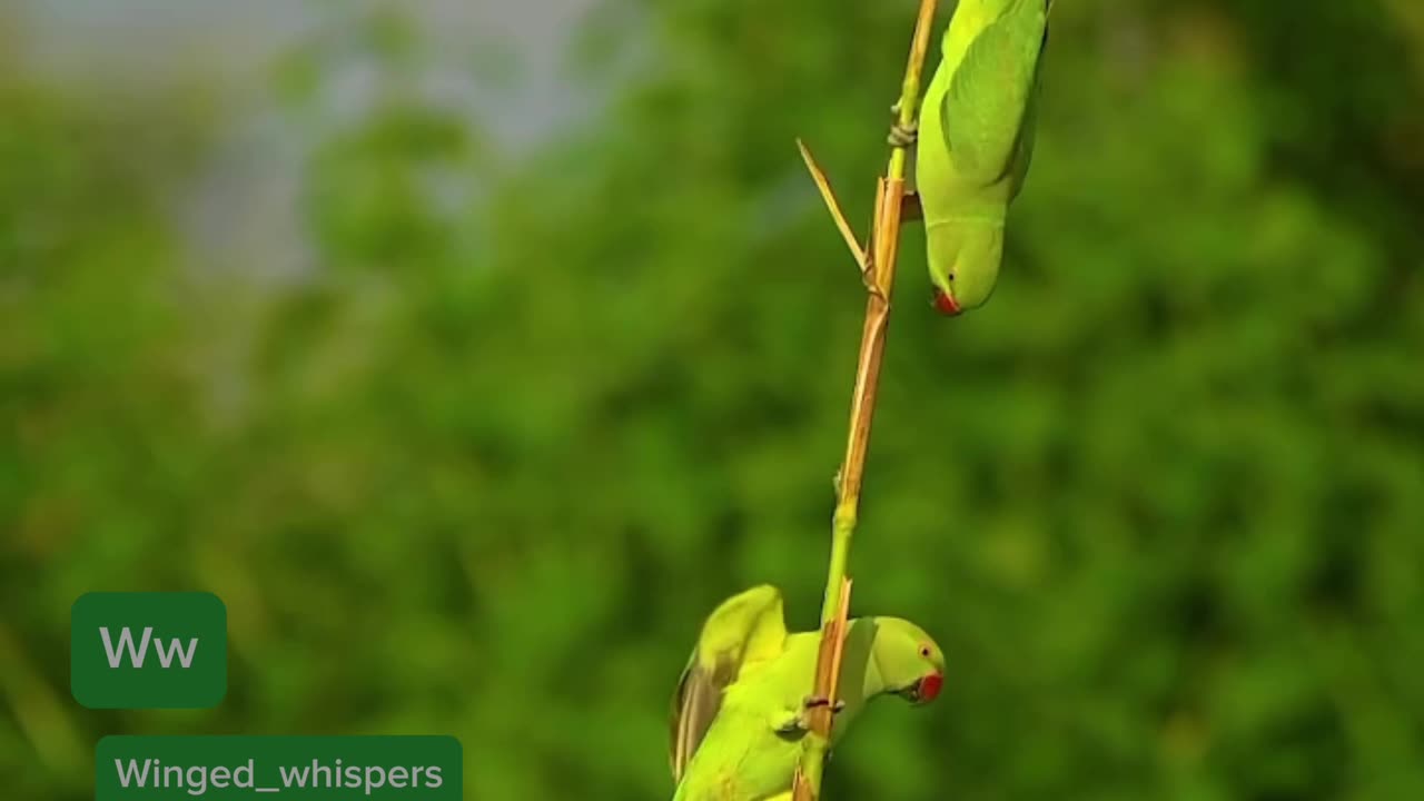 Ringnecks Parrot