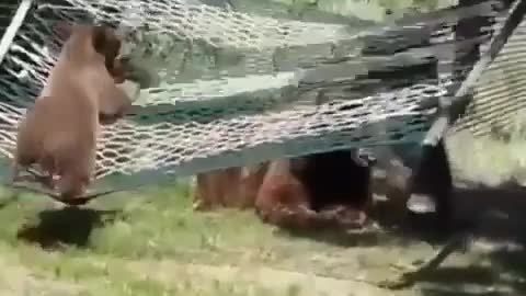 Bear Funny video