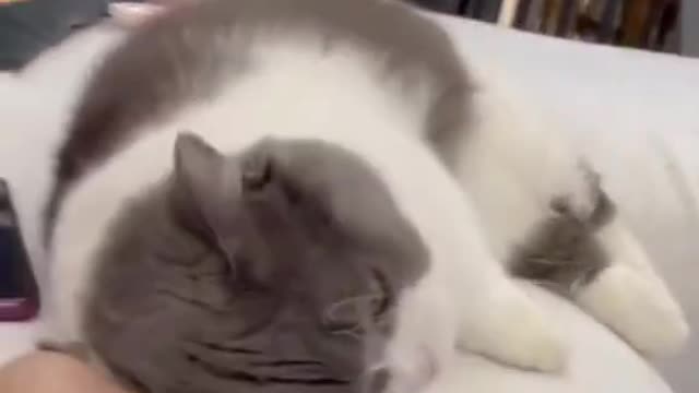 Funny cat video, cute cat video, cutest kitten meowing video, #shorts,#baby cats