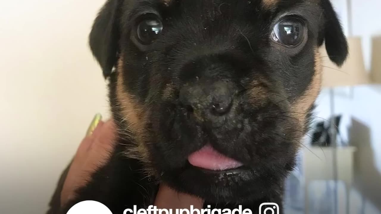 Tiny Abandoned Puppy Is 100% Perfect | The Dodo Little But Fierce