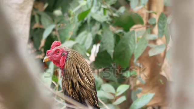 Colorful rooster or fighting cock