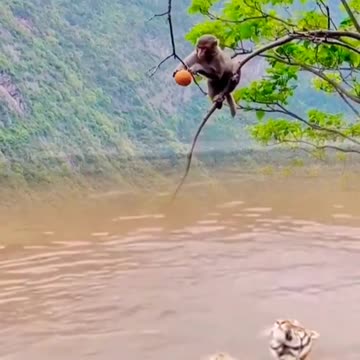 Funny monkey forest status //monkey fun with tiger in river🥰🥰🦁🦁😆