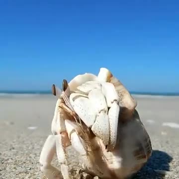 Hermit crab