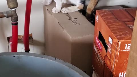 Cats like Boxes