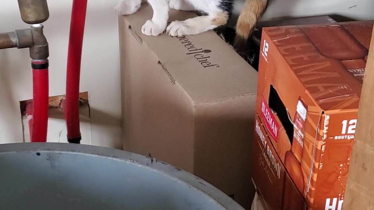 Cats like Boxes